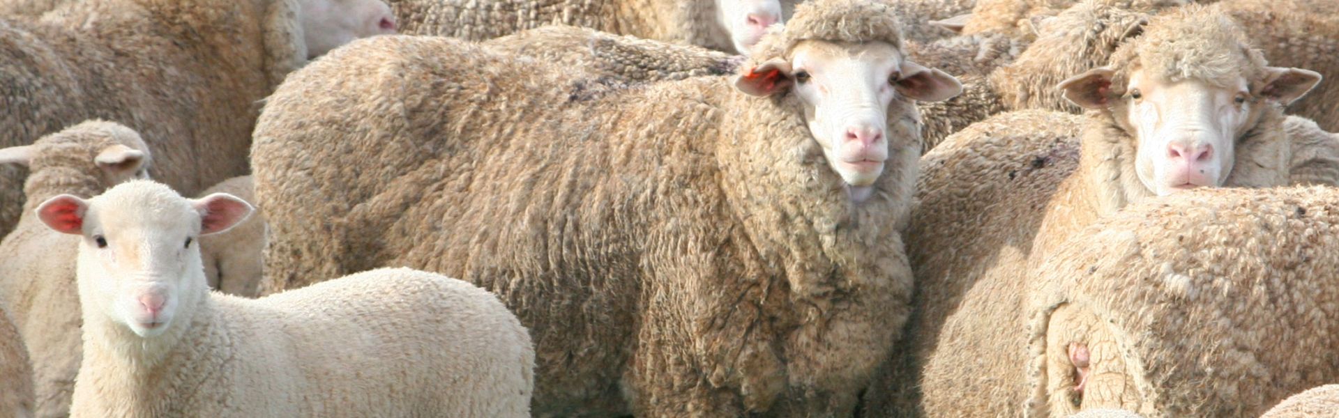 Fievre catarrhale ovine